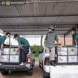 Sebelas Orangutan Sumatra dari Malaysia dan Thailand Telah Sampai di Jambi dan Sumatera Utara