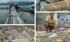 Dampak Virus Corona, Nelayan Torsiaje Alih Profesi Sebagai Pembudidaya Teripang Laut