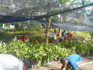 Terus Berbenah, Kali Ini Desa Puncak Dapat Bantuan Bibit Buahan Dari BPDAS Gorontalo
