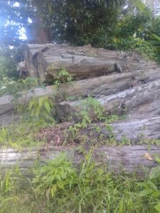 Marak Ilegal Logging, SPJ Desak Bupati Gorut Lakukan Sweeping