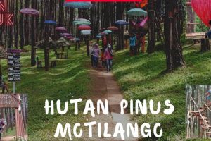 Sebagai Penunjang, Ekowisata Pinus Motilango Sediakan Ruang Diskusi Terbuka