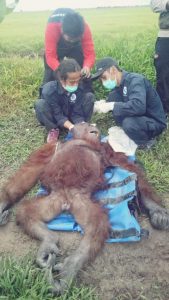Berbekal Informasi  Dari Medsos, BKSDA Kalteng Selamatkan Orangutan Di Sampit