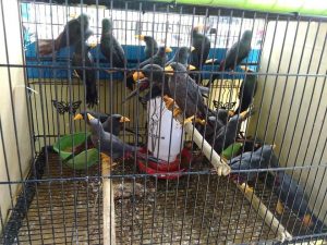 KLHK Gagalkan Pengiriman 65 Ekor Jalak Tunggir Merah