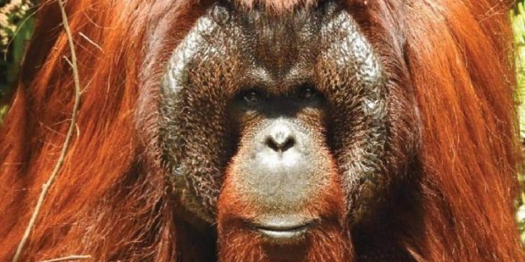 Tiga Individu Orangutan di Kalimantan Timur Dilepasliaran