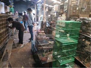 Gakkum KLHK Menyita 105 Ekor Burung Yang Dilindungi