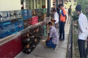 Balai Penegakan Hukum KLHK Grebek Penampungan Satwa Yang Dilindungi