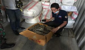 KLHK Amankan Kayu Gaharu Sebanyak 1.950 Kg Tanpa Dokumen Resmi