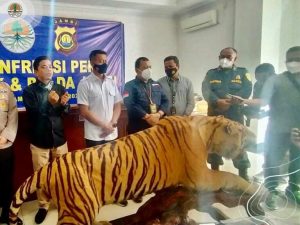 Penjual Opsetan Harimau Sumatera dan Gading Gajah Berhasil Diamankan Petugas
