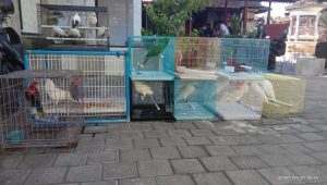 KLHK Sita Puluhan Satwa Yang Dilindungi dari Pedagang Satwa di Bali