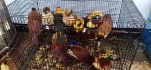 Mengangkut 180 Ekor Burung Yang dilindungi Tanpa Ijin ,Oknum Pilot Trigana Air Ditetapkan Tersangka