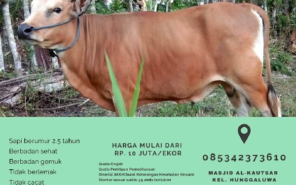 Menjelang Idul Adha, Peternak Hewan Kurban Mulai Menawarkan Ternak Terbaiknya