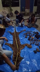 Tim Penegakan Hukum KLHK Tangkap Penjual Kulit dan Tulang Harimau Sumatera di Bengkulu