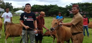 Sejahterakan Masyarakat, Pemdes Toyidito Kecamatan Pulubala Serahkan Bantuan Sapi