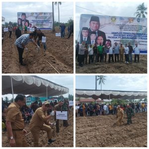 Keakraban Rachmad Gobel dan Hamka Hendra Noer, Tanam Singkong Berbasis Organik di Gorontalo