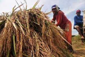 Pertambangan Pohuwato, Bisa Berdampak Positif Terhadap Perekonomian Petani Padi Lokal