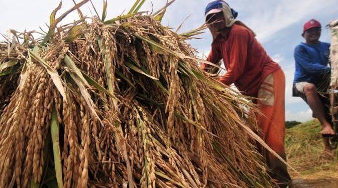 Pertambangan Pohuwato, Bisa Berdampak Positif Terhadap Perekonomian Petani Padi Lokal
