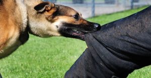 Anjing Gila Gigit Belasan Warga di Gorontalo, 7 Orang Dilarikan ke Puskesmas