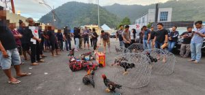 Judi Sabung Ayam di Gorontalo, 41 Orang Terjaring Operasi Polisi
