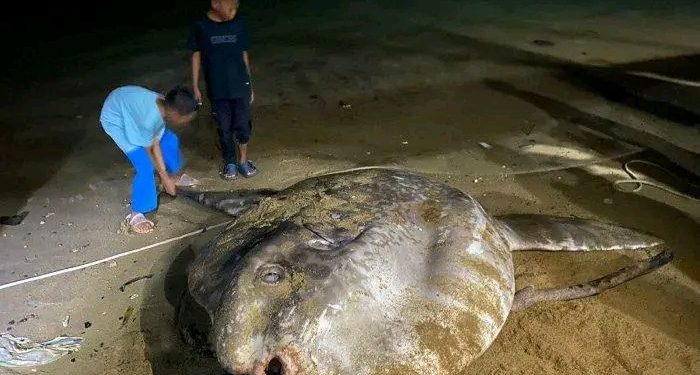 Pertanda Apa Menjelang Akhir Tahun 2024? : Ikan Mola-Mola Terdampar
