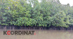 Oknum Kepala Desa di Gorontalo Utara Diduga Terlibat Jual Beli Kawasan Hutan Mangrove Seluas 90 Hektare