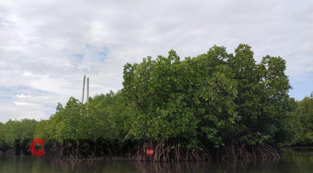 Kepala Desa Ibarat Bantah Tudingan Jual Kawasan Mangrove,Begini Penjelasannya