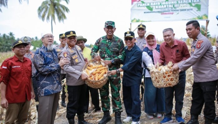 Randangan Jadi Pusat Panen Raya Jagung Nasional Kuartal III, Ribuan Ton Hasil Siap Serap Pasar