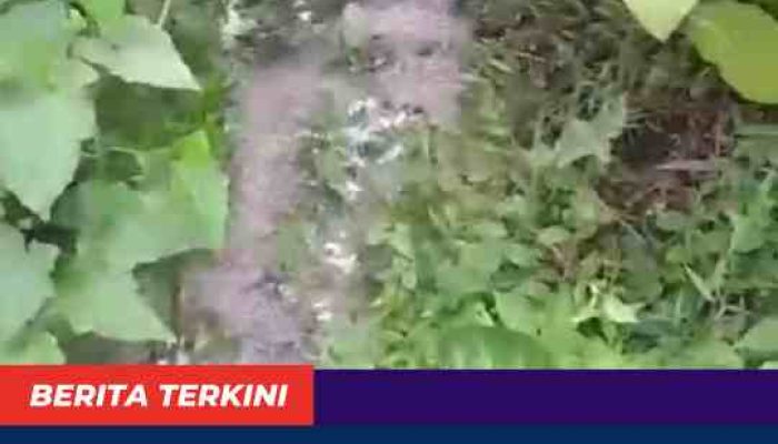 Bau Busuk Air Limbah Dapur MBG di Desa Iloheluma Kec.Posigadan Genangi Lahan Warga