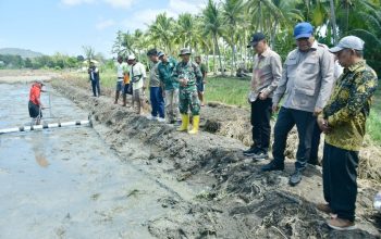 Lahan Tidur 2 Hektare di Motolohu Mulai Ditanami Padi