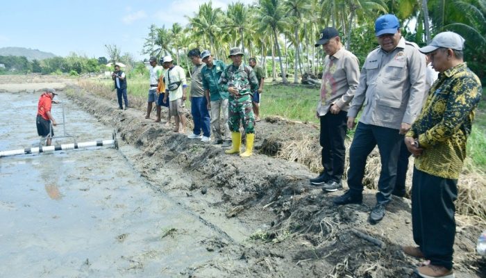 Lahan Tidur 2 Hektare di Motolohu Mulai Ditanami Padi